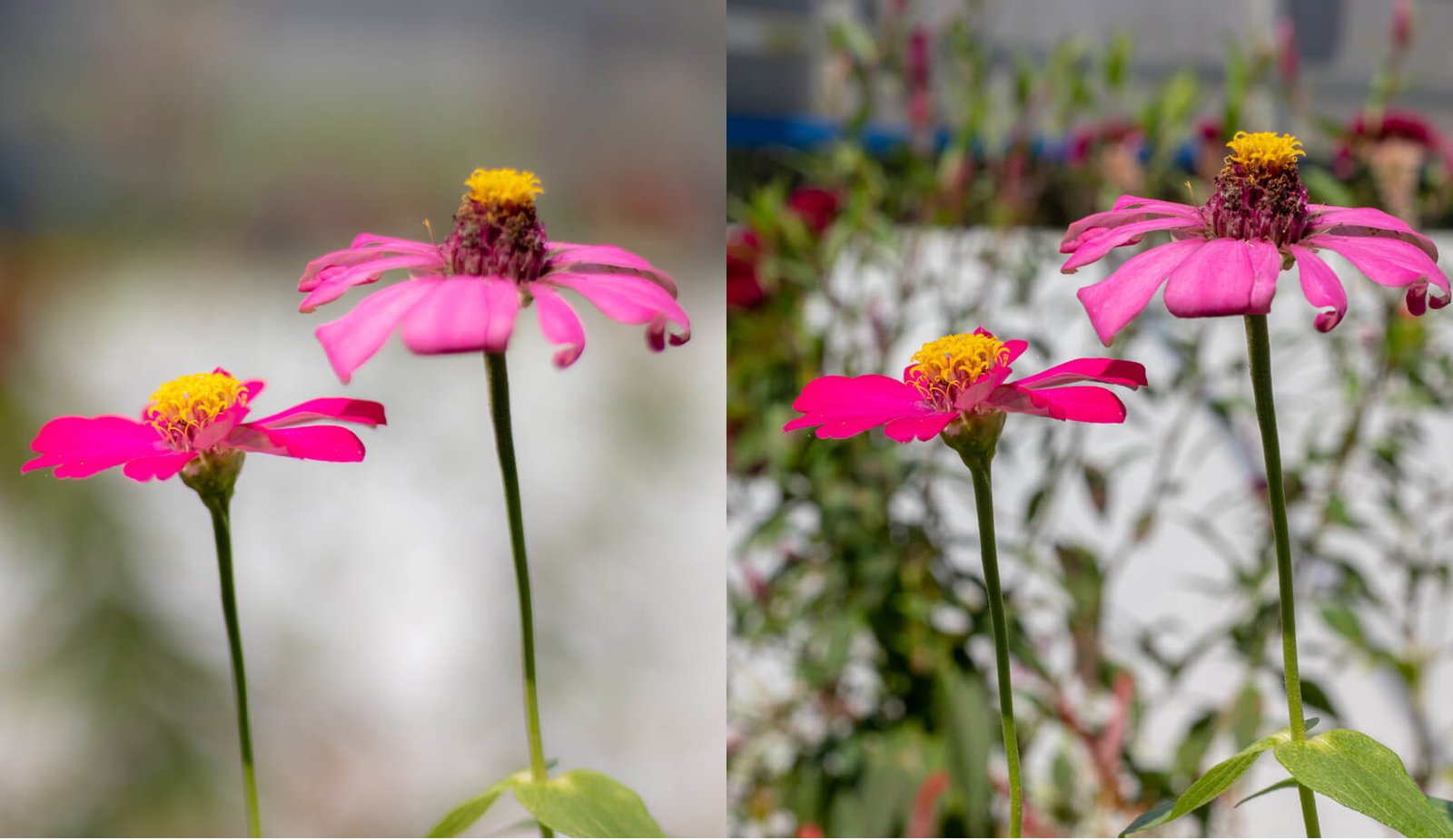 blur and sharp image