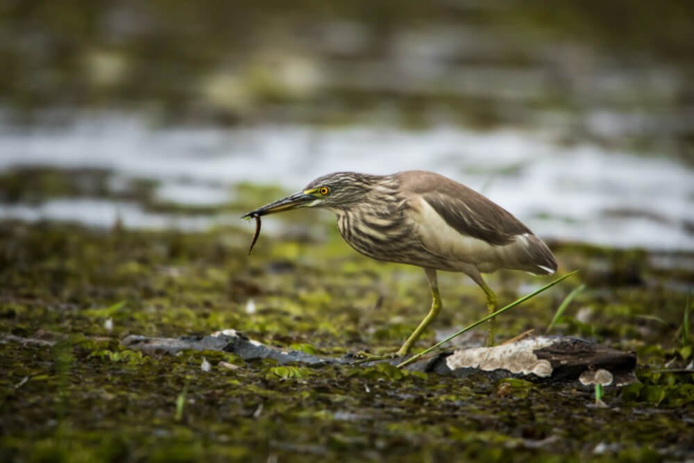 different-birds-photos-photomentor