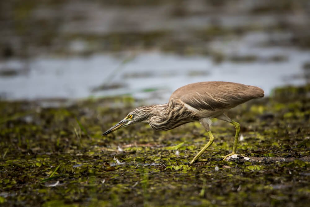 types-of-birds-photomentor