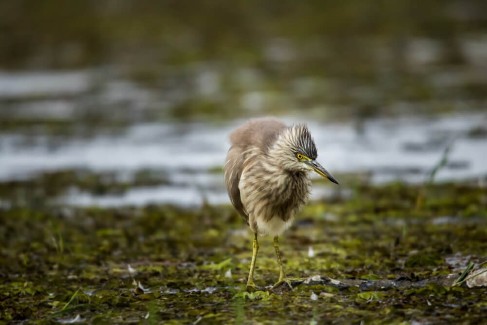 wild-birds-photomentor