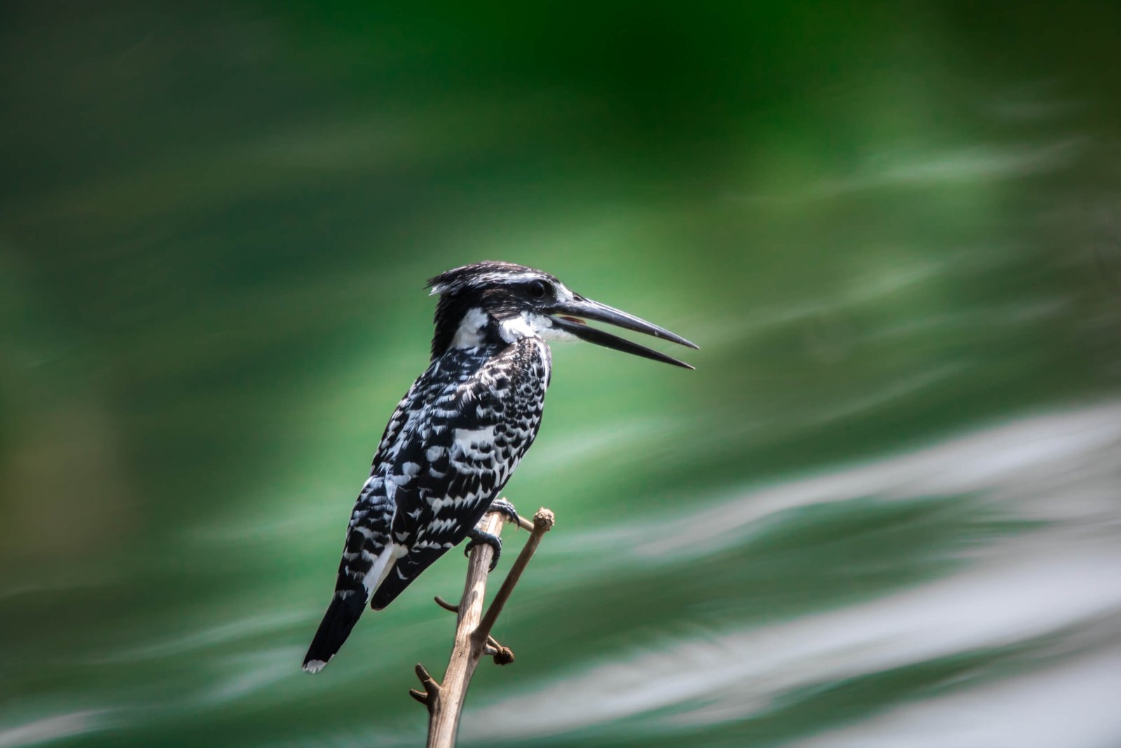 best-bird-photos-photomentor