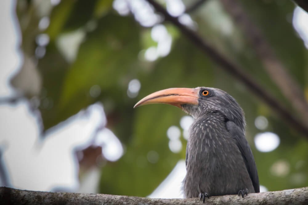 birds-photographs-photomentor