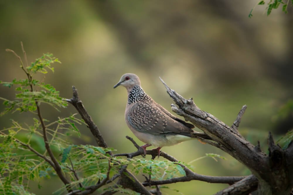 birds-photomentor
