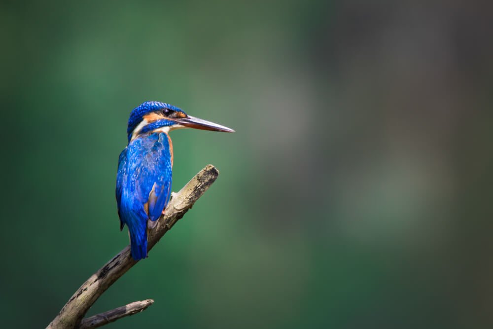 wildlife-birds-photomentor
