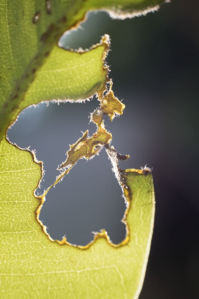 abstract-nature-photography-v