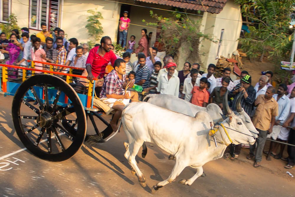 bullock-cart-race -abinalex-photomentor