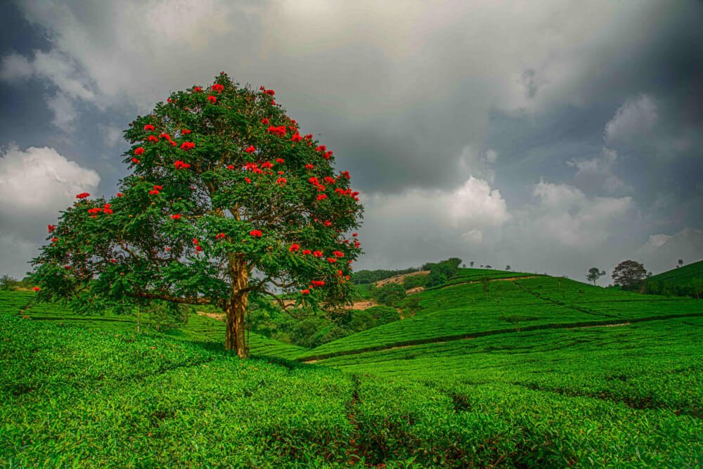 munnar-pics-photomentor