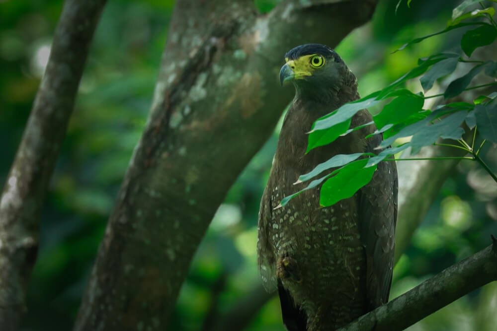 beautiful-birds-images-photomentor