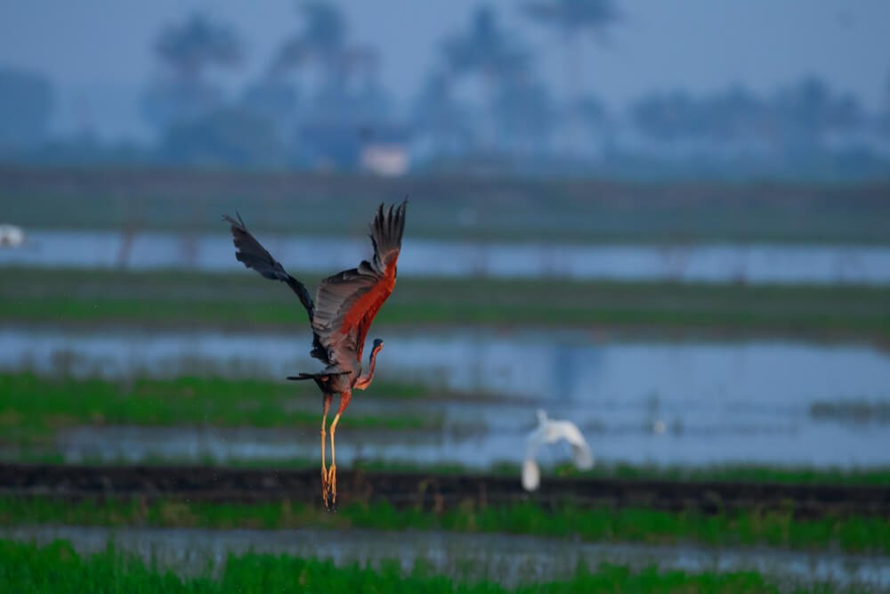 beautiful-birds-images-photomentor