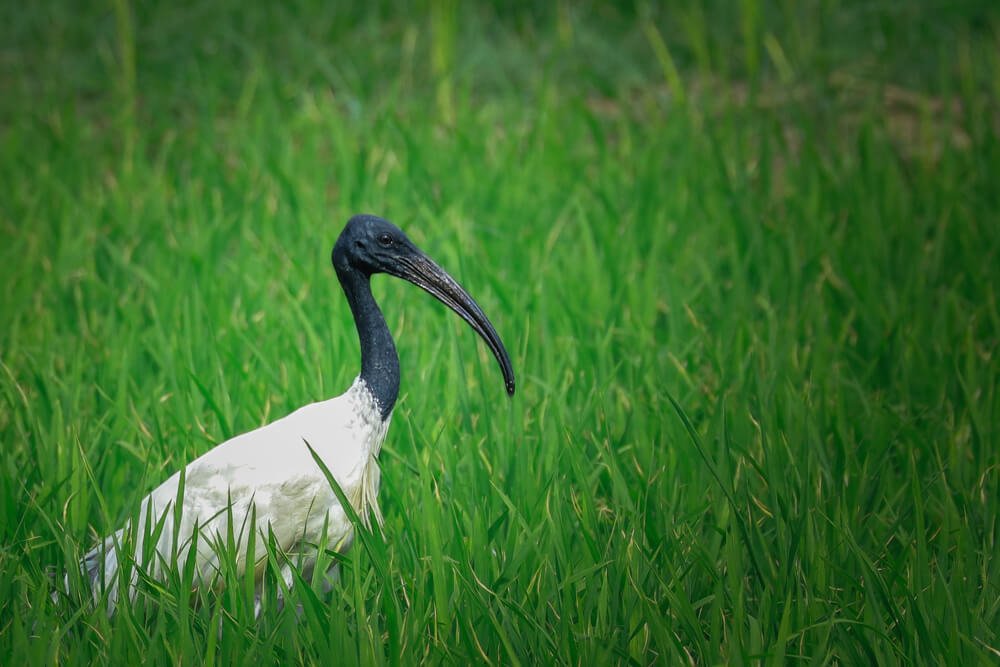beautiful-birds-of-india-photomentor