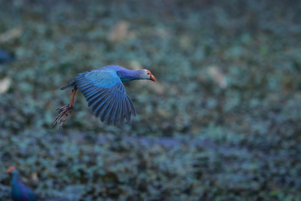 beautiful-birds-photomentor