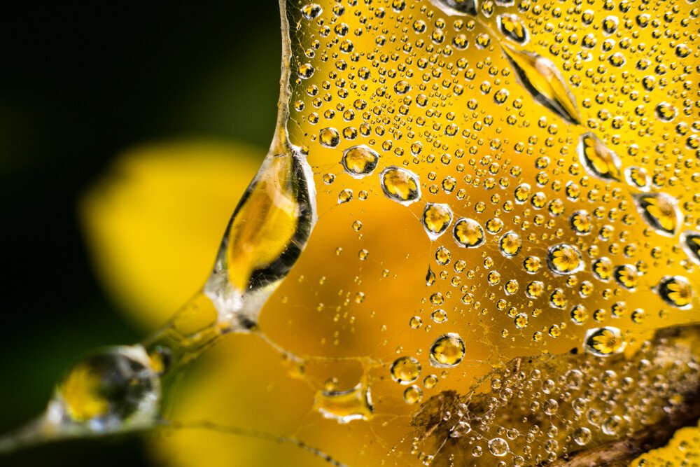 beautiful-rain-drop-photos-photomentor