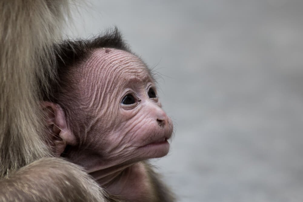 beautiful-wild-animals-photomentor