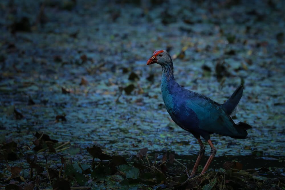 best-bird-photography-photomentor