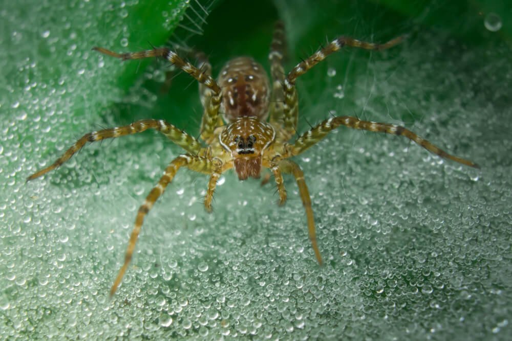 best-close-up-photography-photomentor