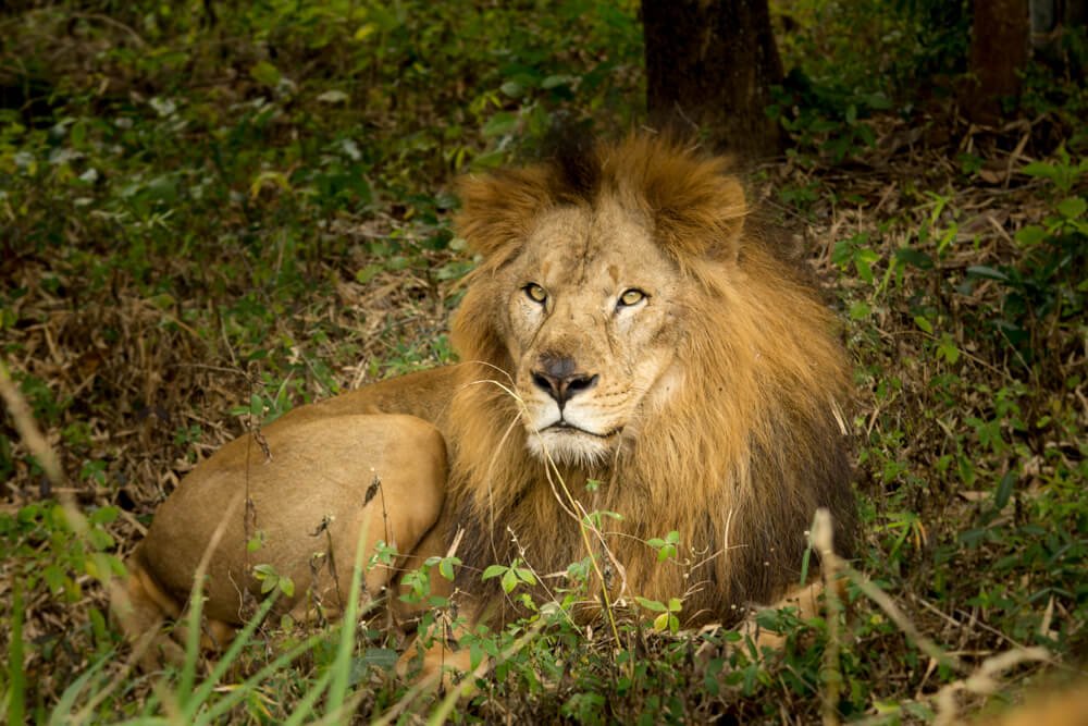 best-lion-photos-photomentor
