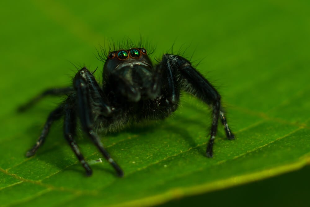 best-macro-photography-tips-photomentor