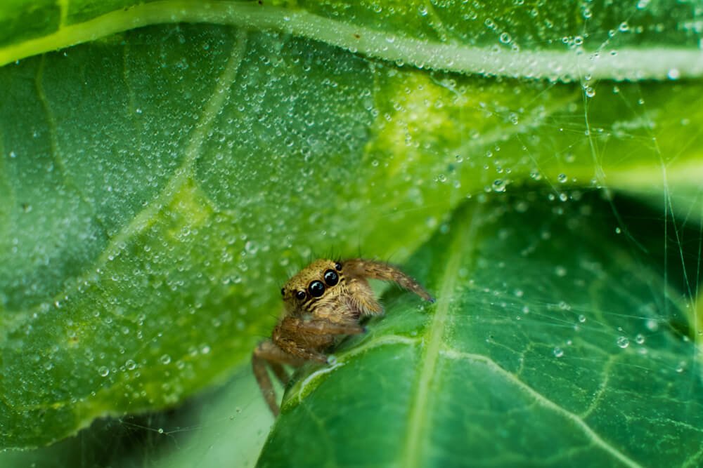 best-spider-photos-photomentor