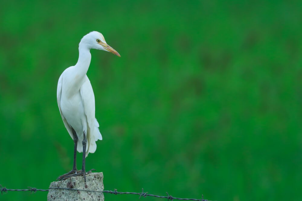 bird-phootgraphy-photomentor