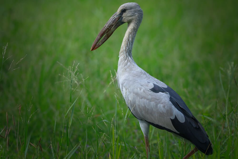 birds-images-photomentor