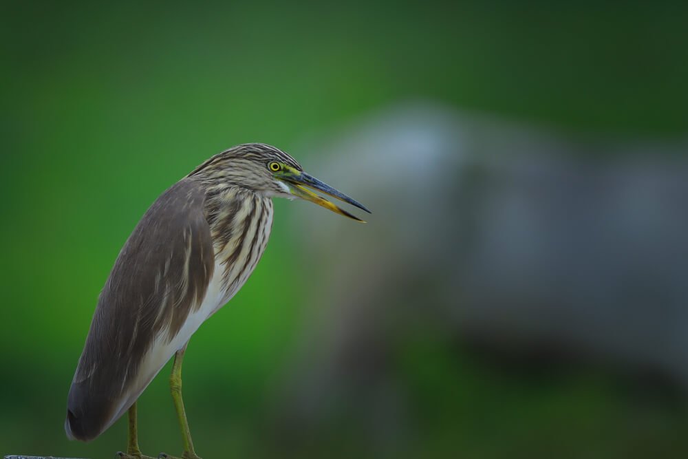 birds-photos-photomentor-india