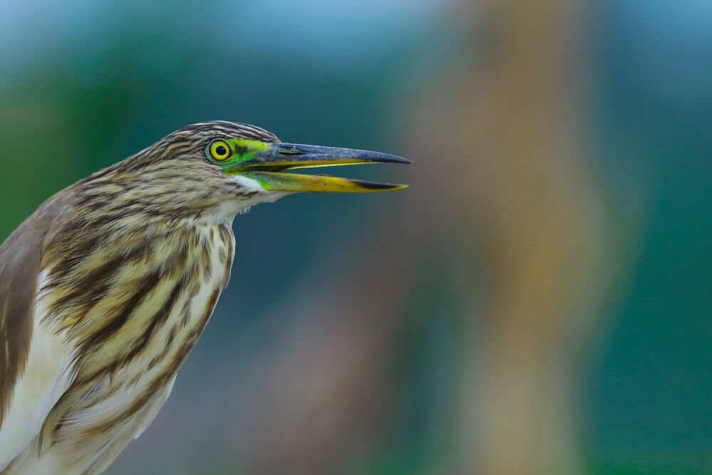birds-photos-photomentor