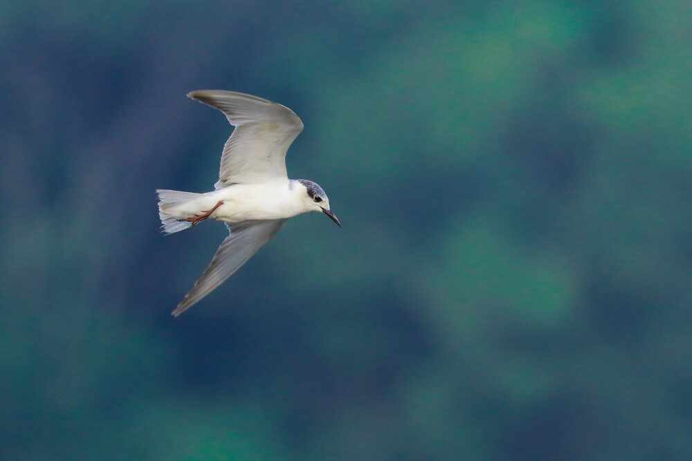 birds-pictures-photomentor