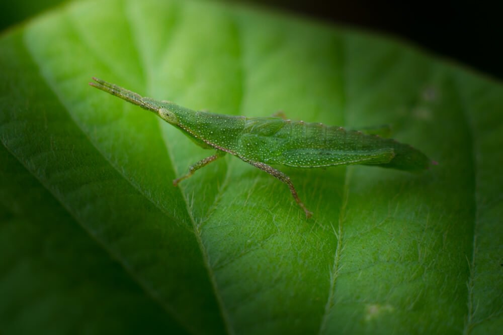 camouflage-insect-photos-photomentor