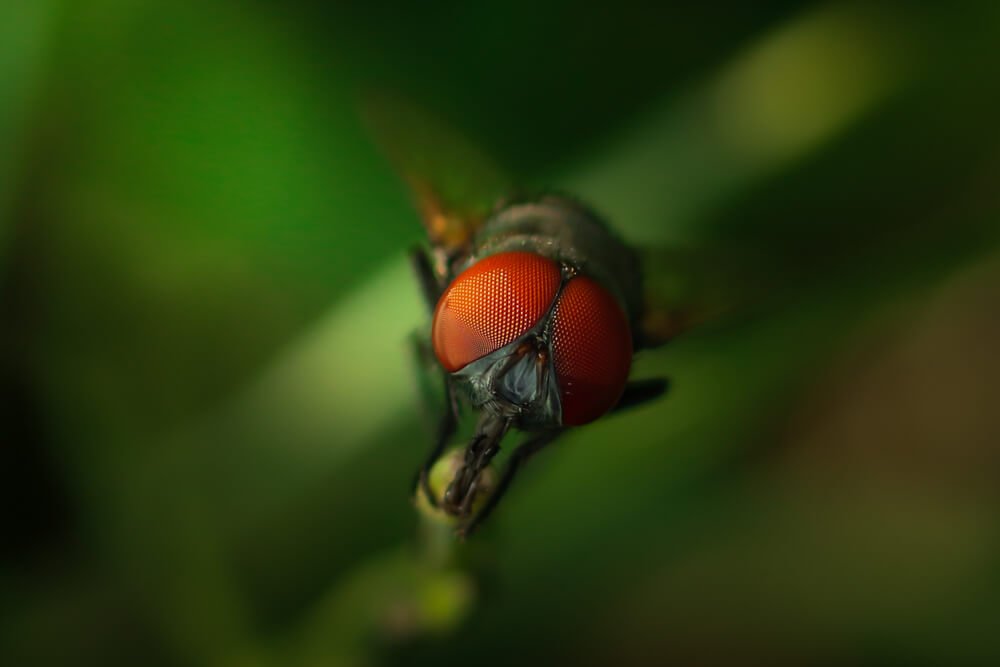 canon-macro-photography-house-fly-photomentor