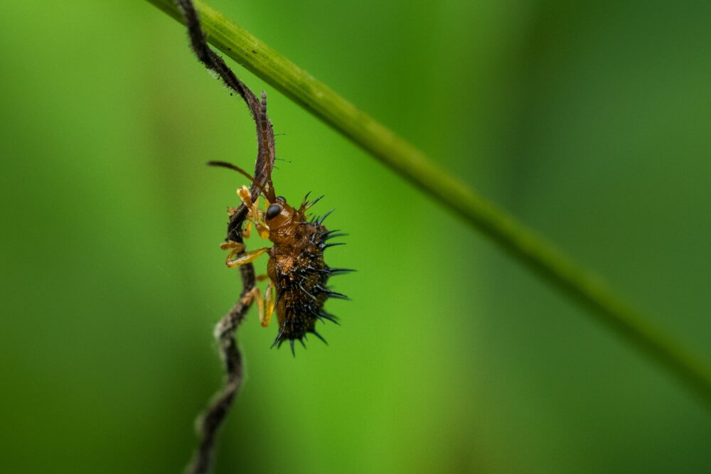 canon-macro-photography-photomentor
