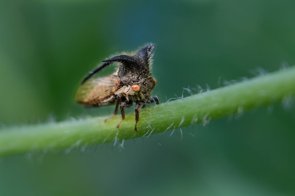 canon-macro-photography-photomentor