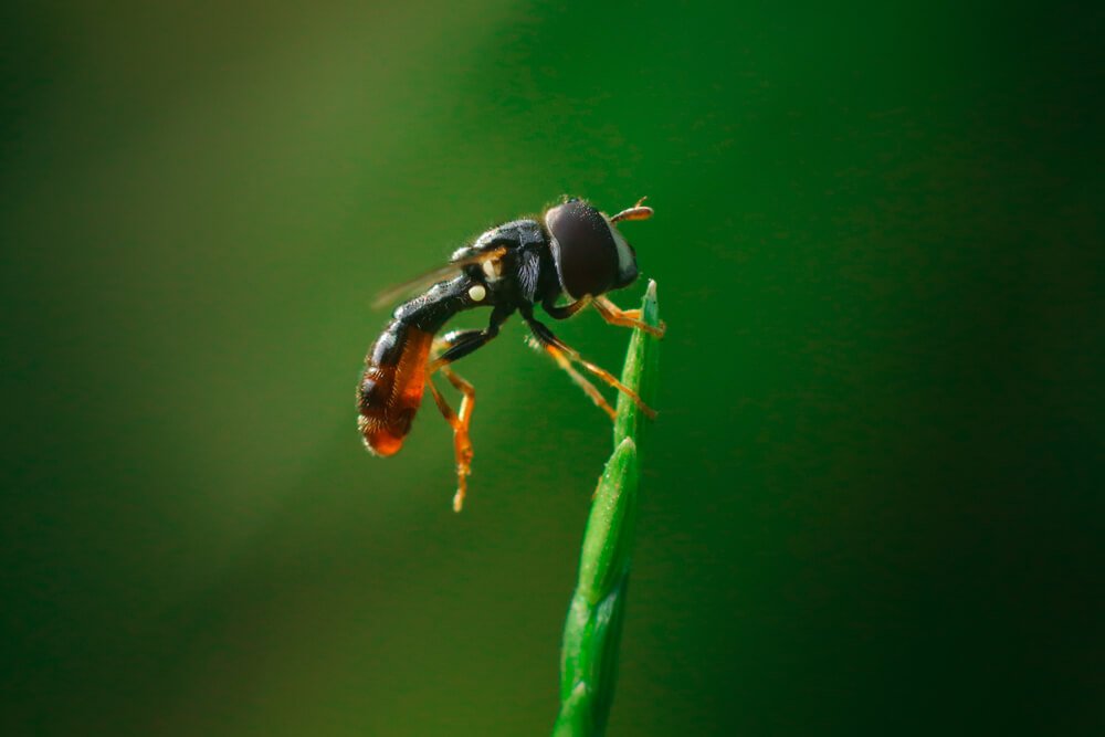 canon-macro-photography-photomentor