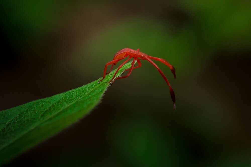 canon-macro-photography-red-long-horned-photomentor