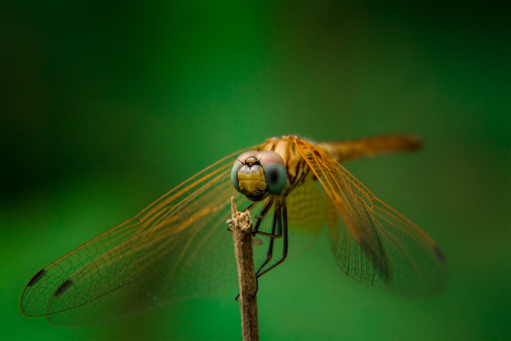 close-up-photography-photomentor