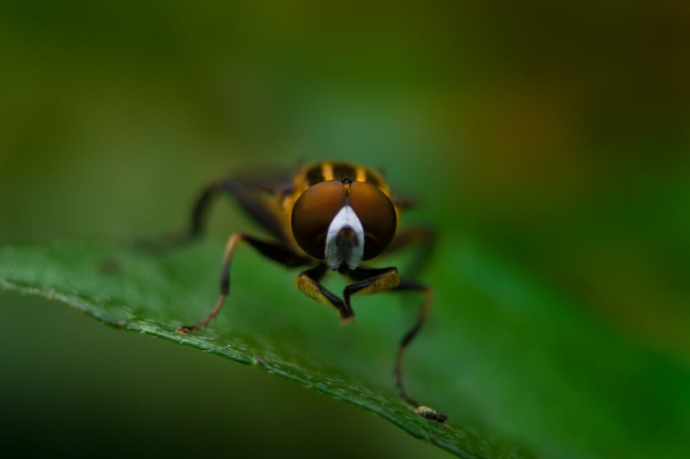 close-up-macro-photos-photomentor