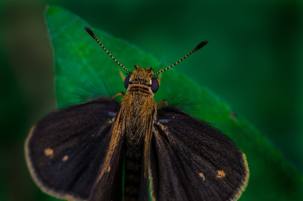 close-up-photographer-photomentor