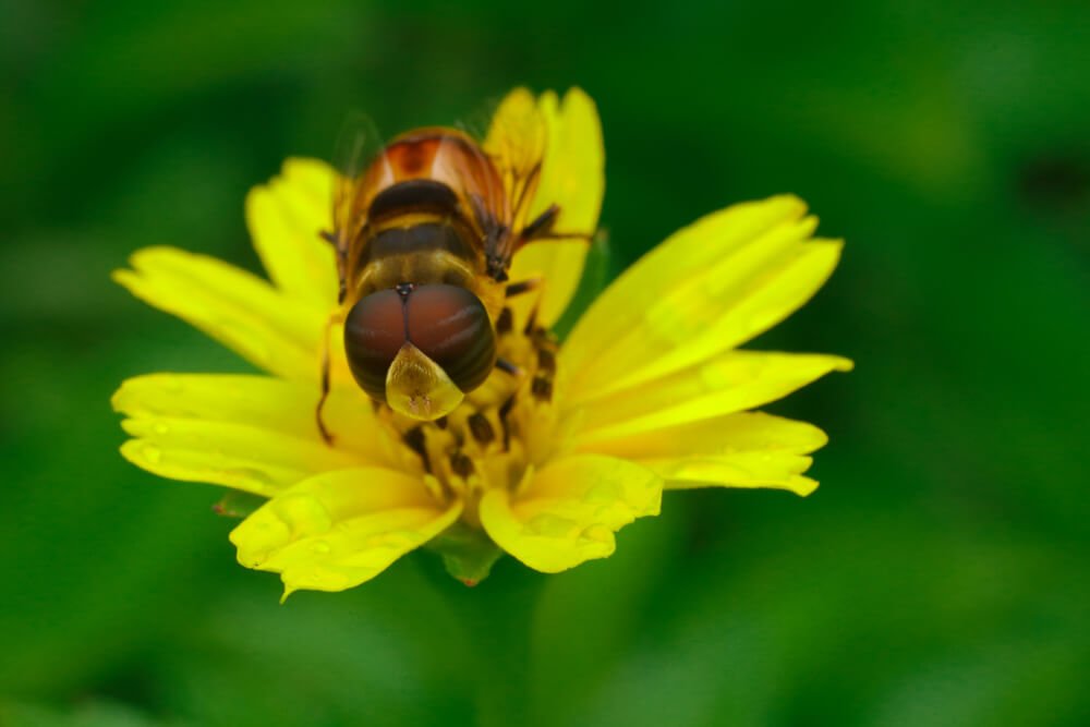 close-up-photographers-photomentor