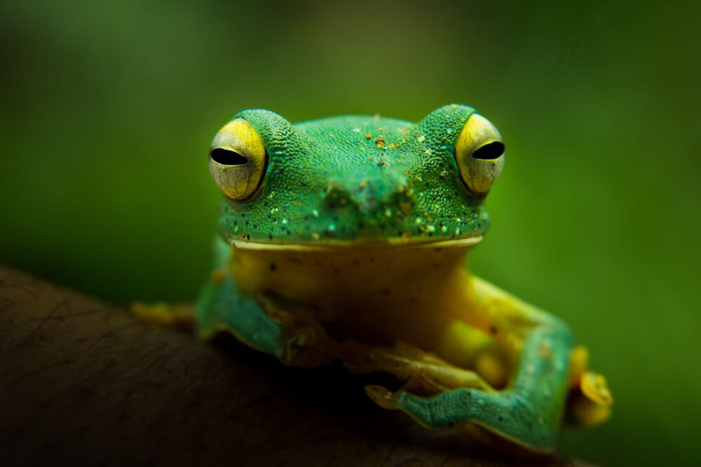 close-up-photography-flying-frog-photomentor