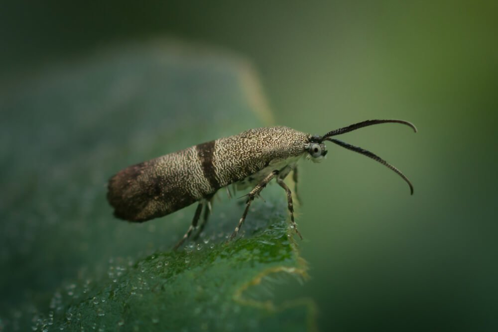 close-up-photography-insects-photomentor