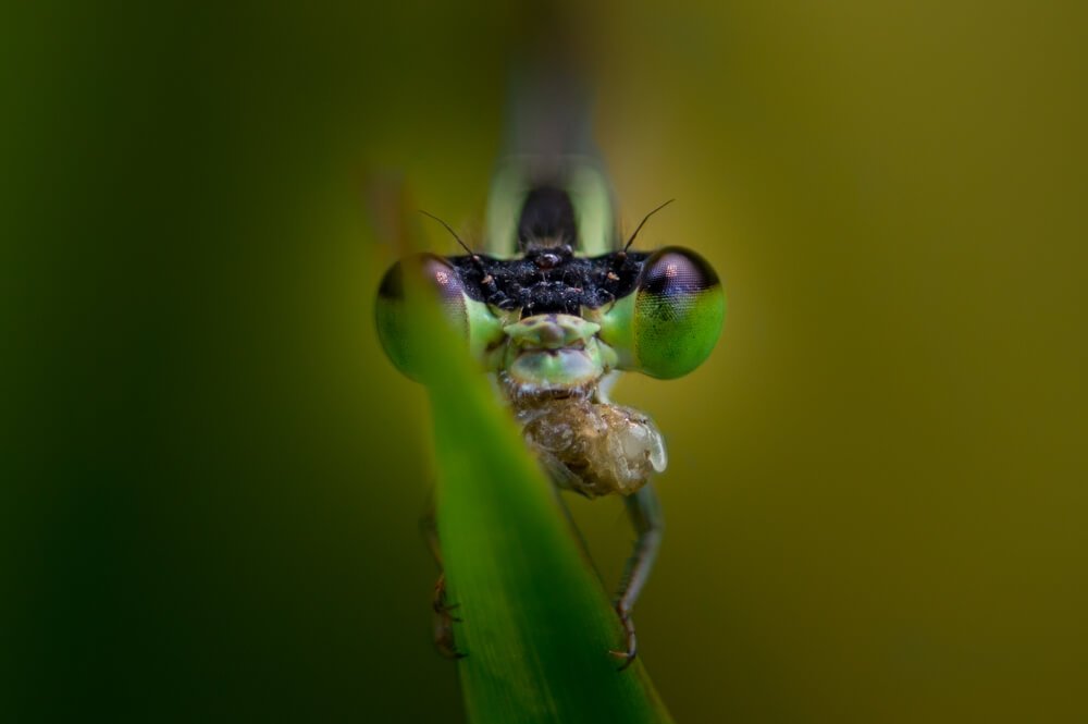 close-up-photography-kerala-photomentor