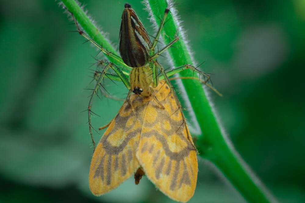 close-up-photography-photomentor