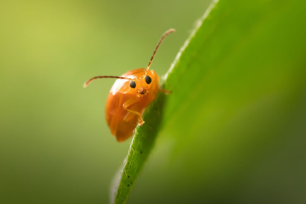 close-up-photography-photomentor