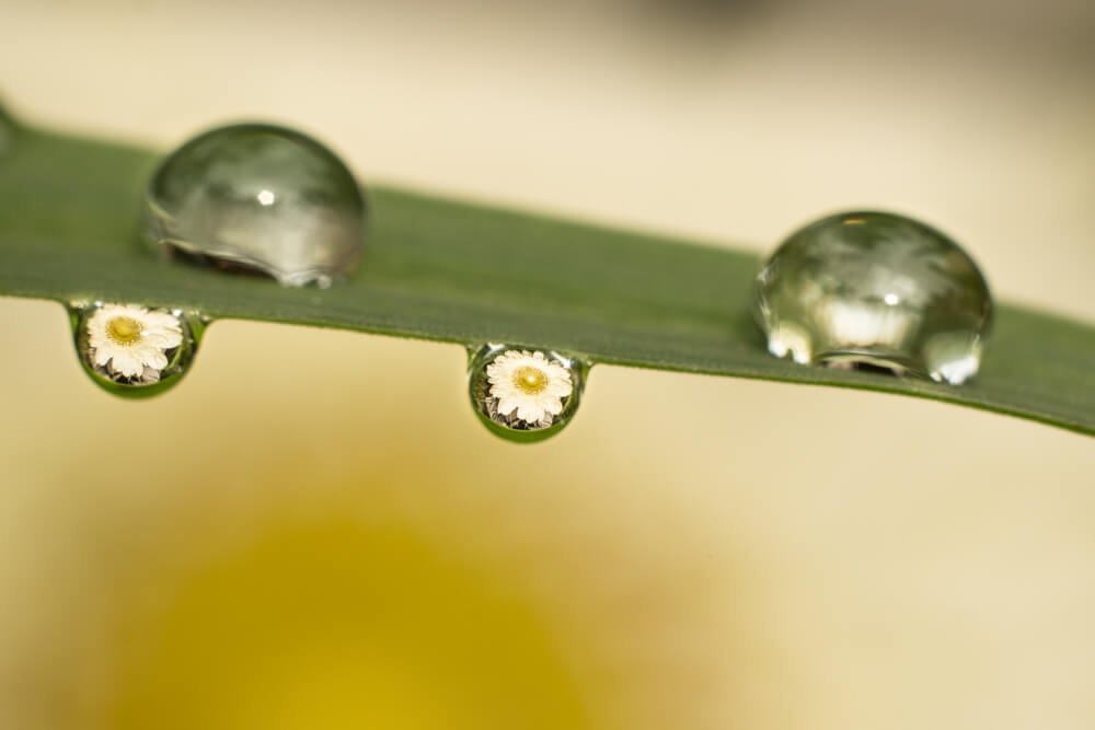 close-up-photography-photomentor