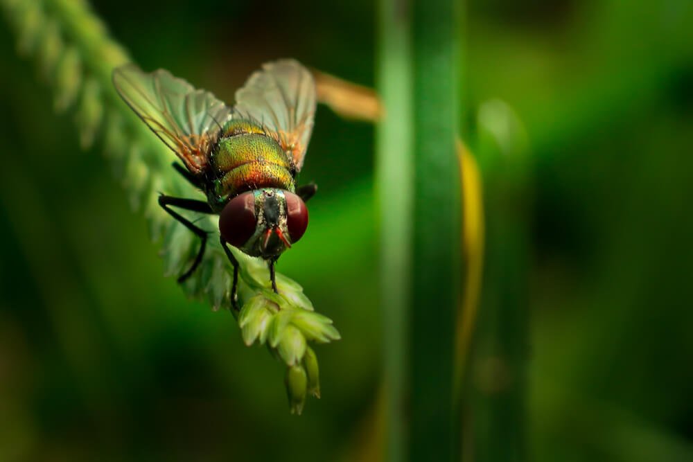 common-insect-photo-house-fly-photomentor
