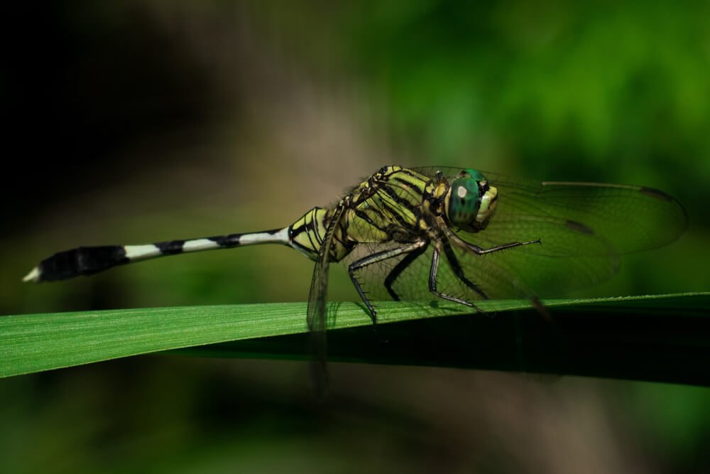 common-insect-photographs-photomentor