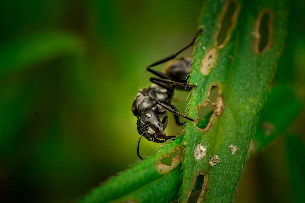 common-insects-black-ant-photomentor