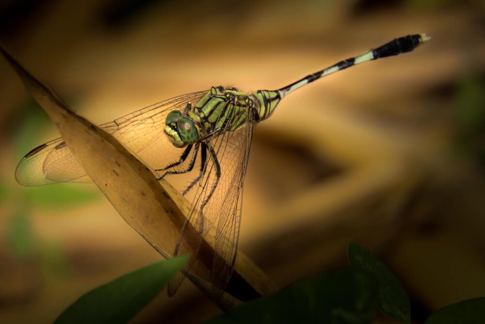 common-insects-photos-green-marsh-hawk-photomentor
