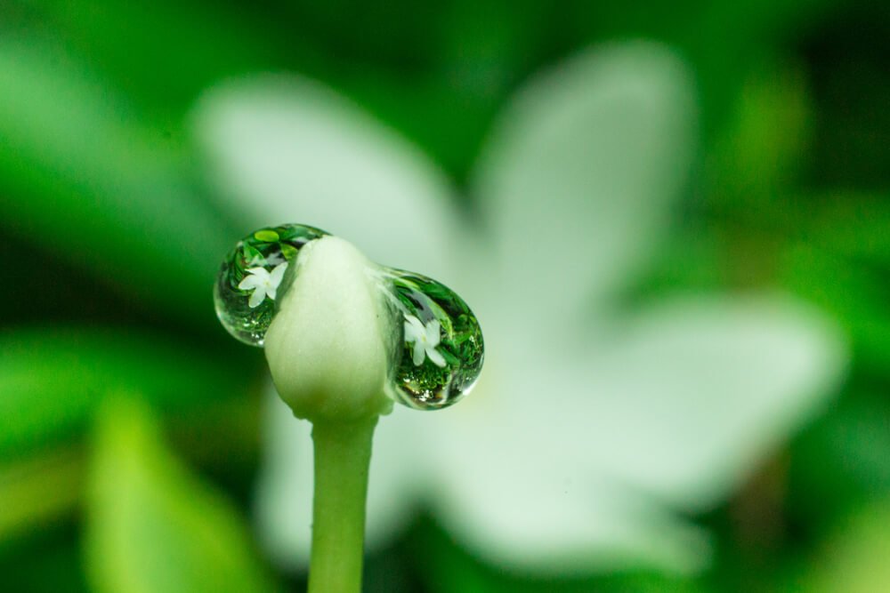 creative-macro-photos-photomentor