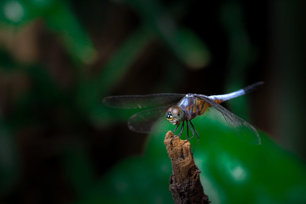 insect-photography-dragonfly-photomentor