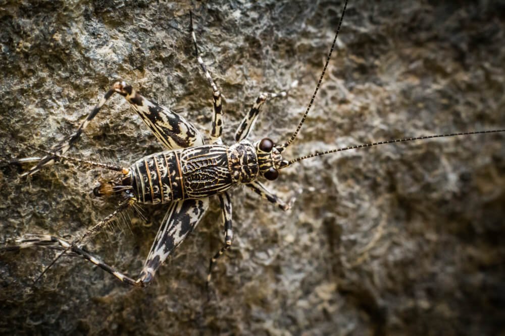 insect-photos-india-photomentor